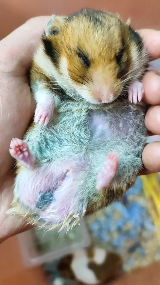 仓鼠四肢僵硬