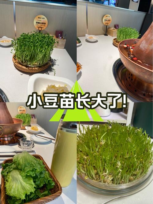 小豆苗怎么切换地址