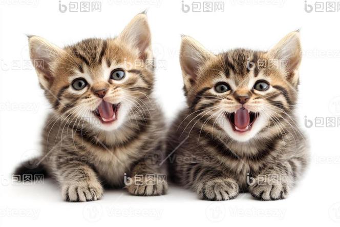 小猫喵喵无广告免费下载