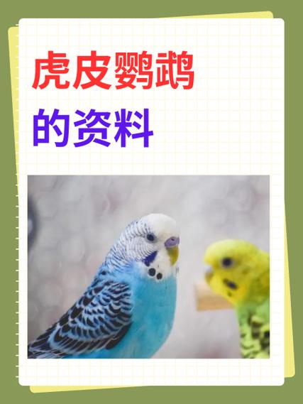 虎皮鹦鹉的养殖游戏截图