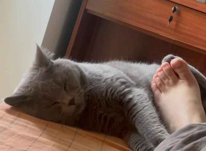 猫扑主人