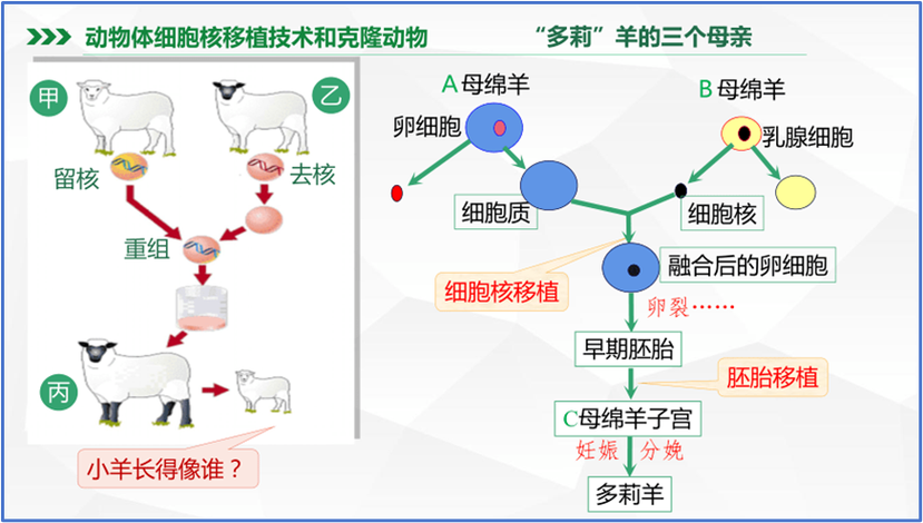 动物细胞转化