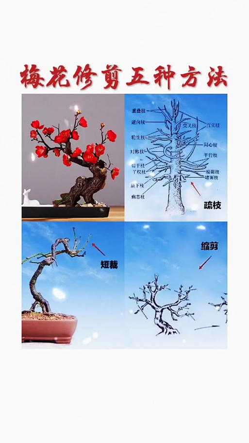 梅花一年修剪几次截图