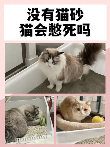 猫咪没有猫砂会憋多久