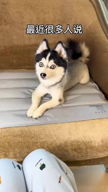 哈士奇象征什么样的人
