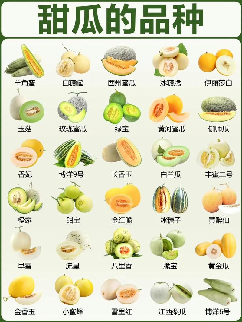 甜瓜35.6(内置菜单)缩略图