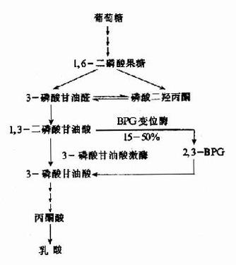 BPG医学