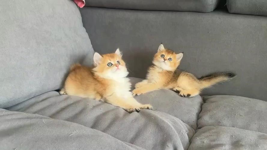 猫咪小金金