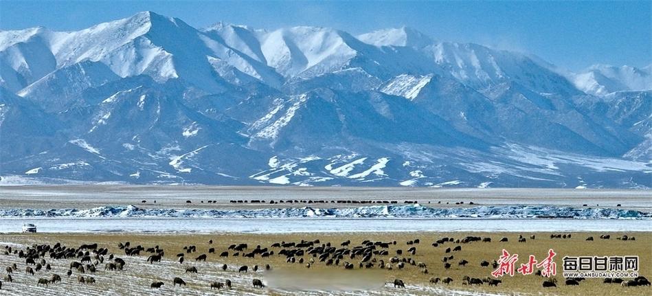 父亲的雪山母亲的草原缩略图