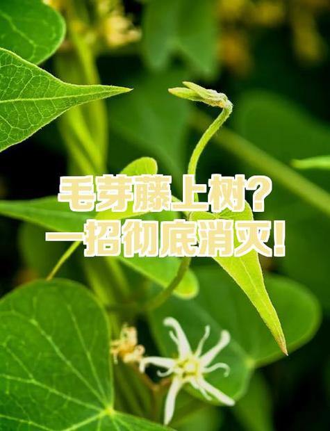 毛芽草的功效和药用图片