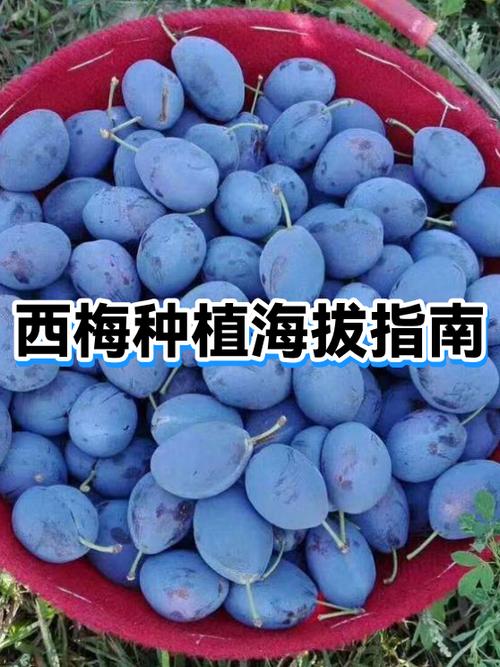 西梅核怎么种植视频