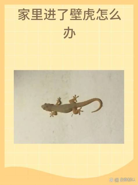 如何驱赶壁虎