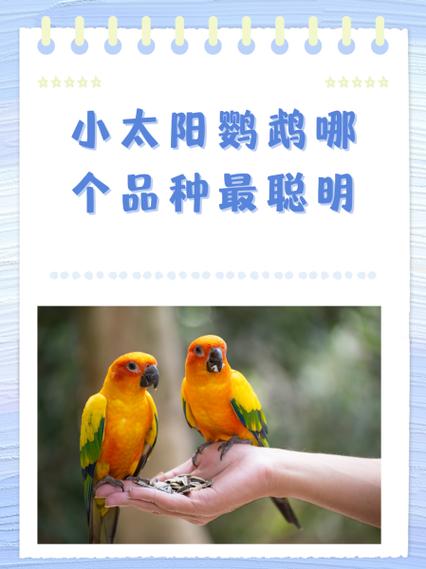 小太阳刚到家最怕三个东西