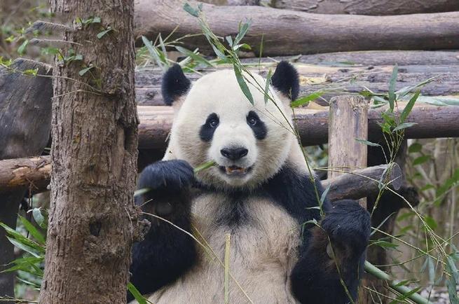 熊猫喜喜庆庆的爸爸叫什么缩略图