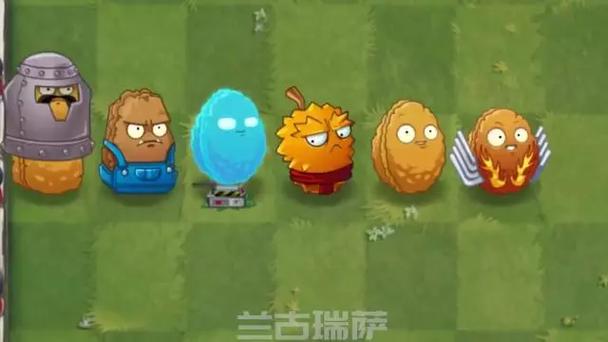坚果家族大测试