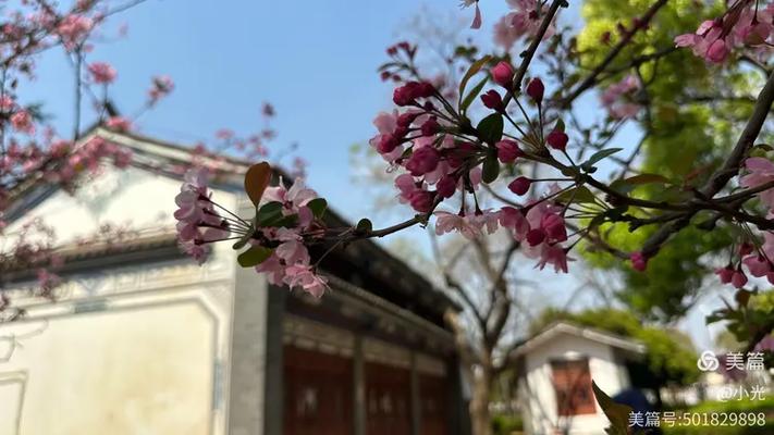 西府海棠和垂丝海棠