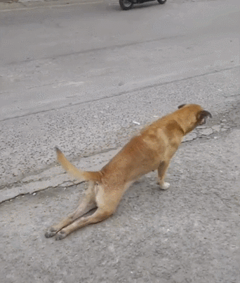狗狗腿突然直了不打弯了