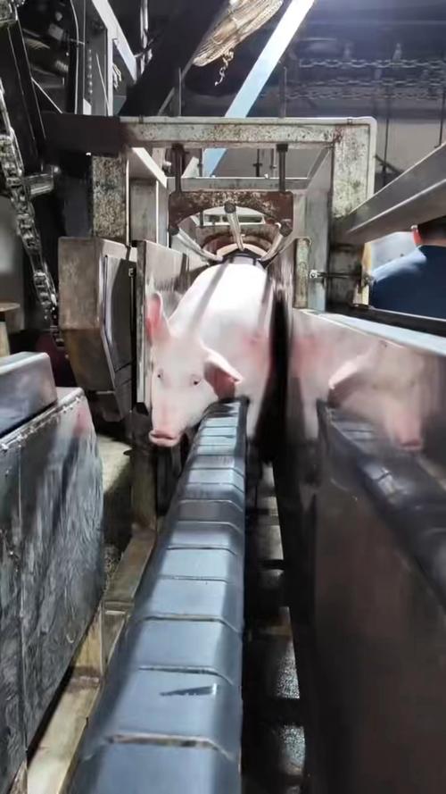 杀猪机械化视频