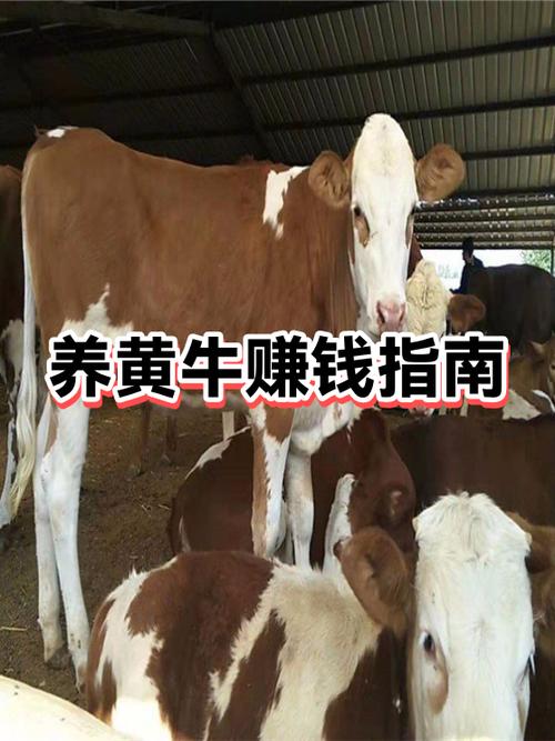 养殖牛赚钱吗