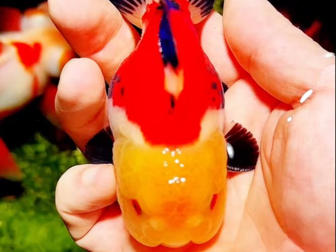 泰狮最贵三个颜色