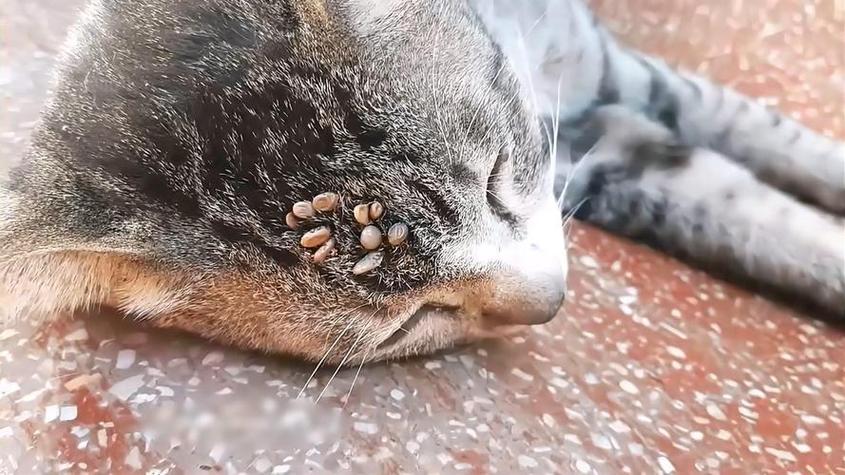 猫被蜱虫咬能自愈吗