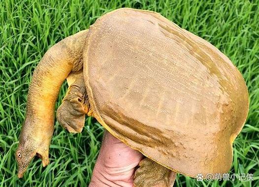 什么是甲鱼