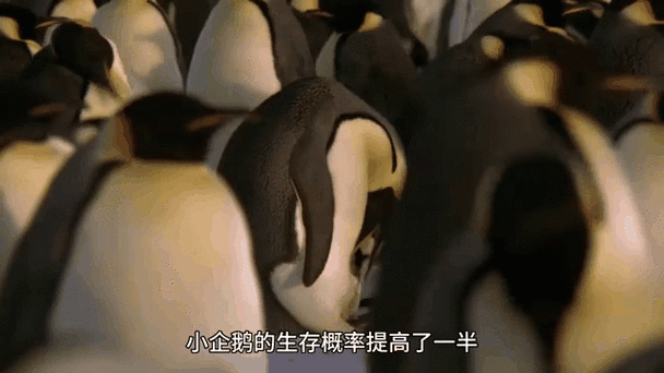 企鹅老了有孩子照顾吗