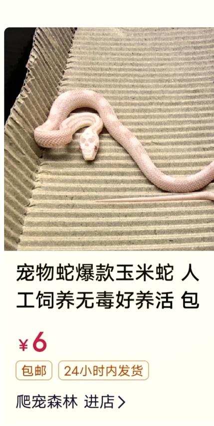 宠物蛇多少钱