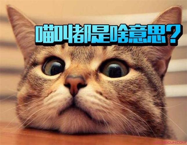 女生发喵喵喵是什么意思