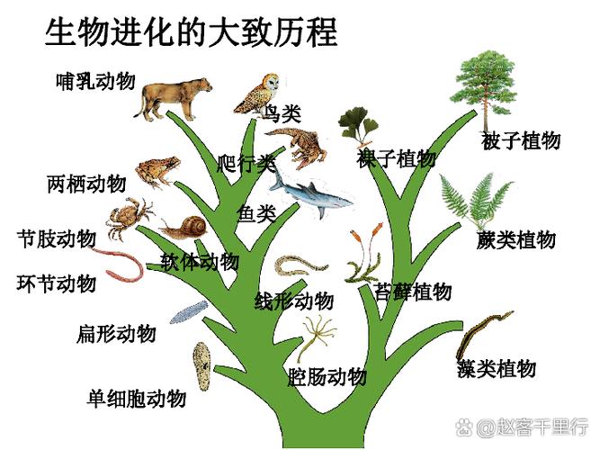 生命简史中生命进化历程