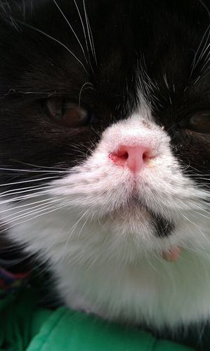 猫流鼻血口水缩略图