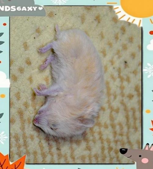 仓鼠临死前的表现