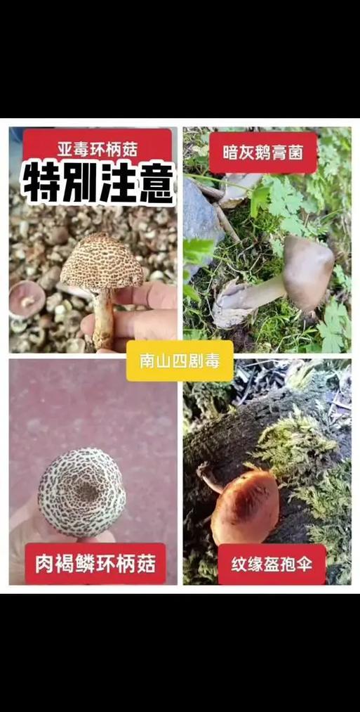 鹅膏菌有毒和无毒怎么区分