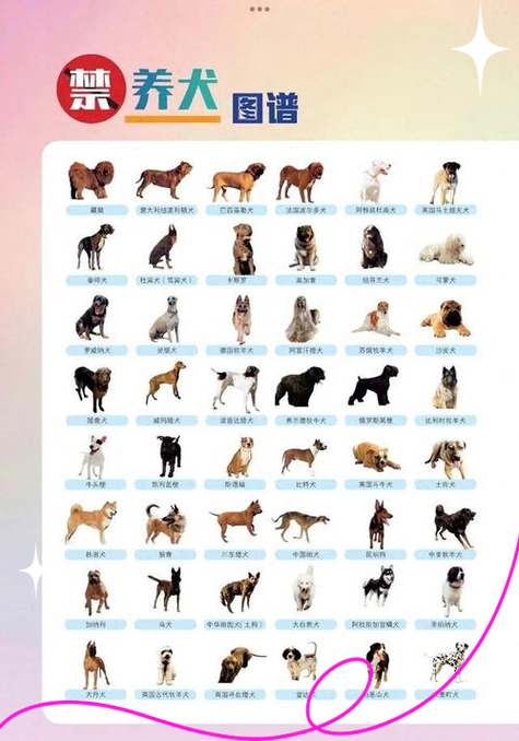 小型犬品种大全