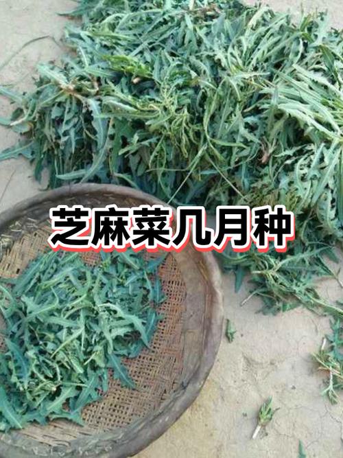 芝麻菜APP最新版游戏截图