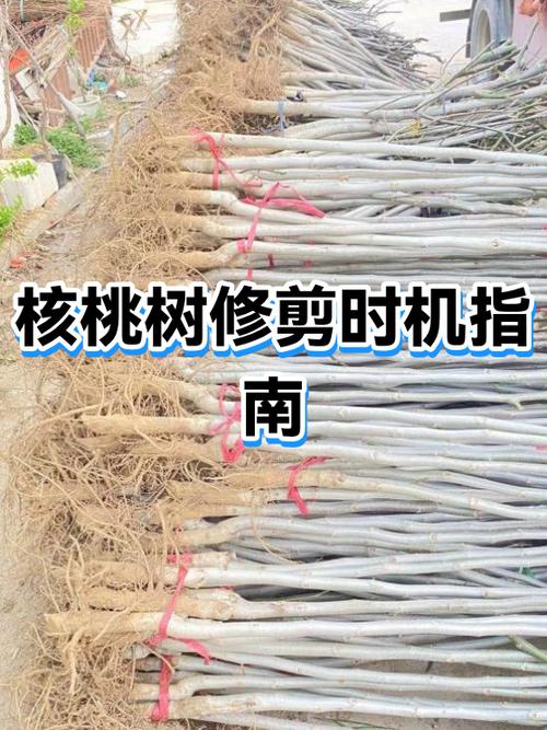 核桃树剪枝最佳时间