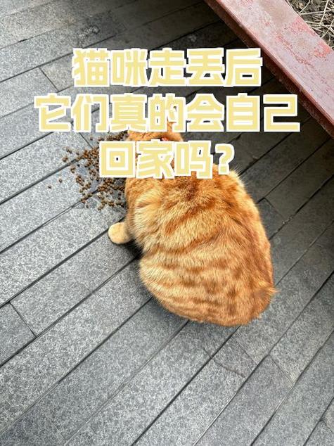 猫咪走出门了 会回来吗