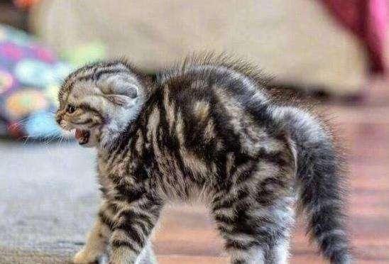 猫咪被吓到了什么症状