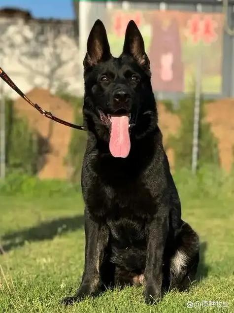 东德牧羊犬的特点