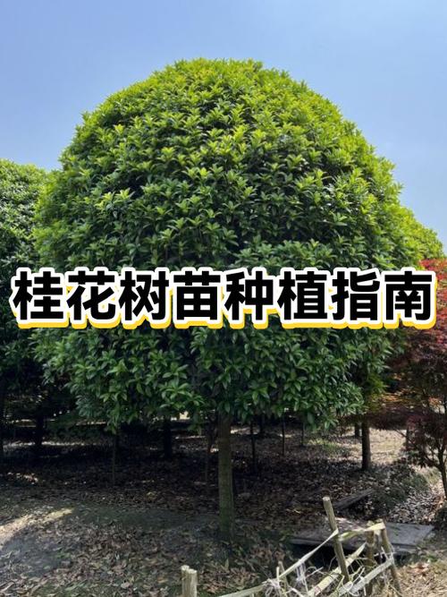 桂花养殖方法与技巧