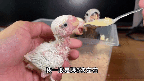 小鸟一天喂几次食