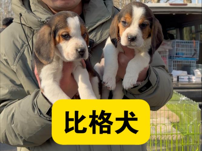 楼房养什么狗最干净又好养