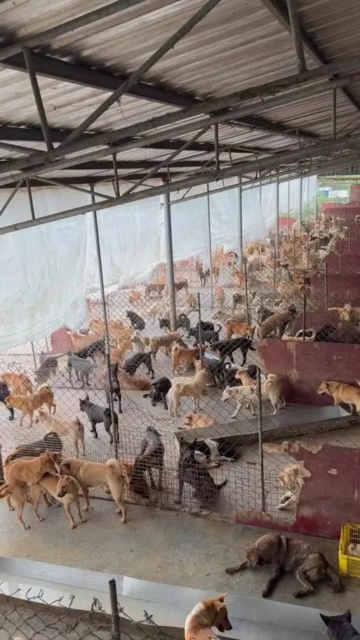 狗养殖场赚钱吗
