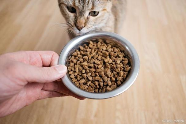 极悦猫粮怎么样