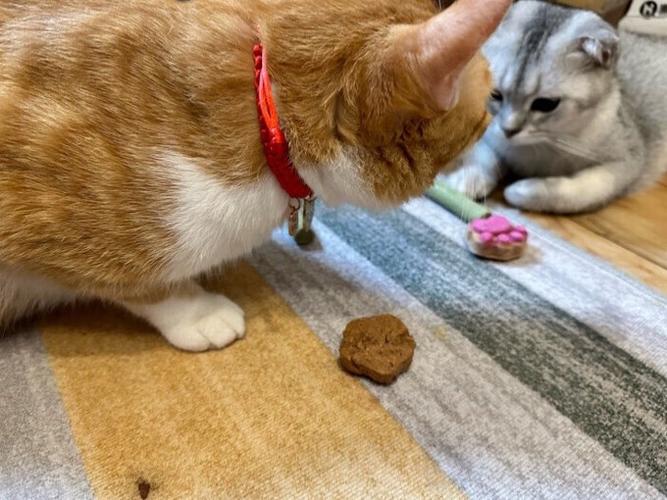 猫爪改名成什么了