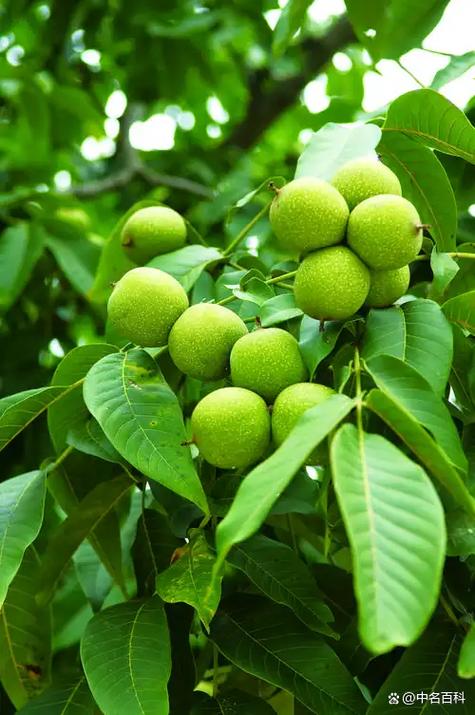 核桃树公母对照图片