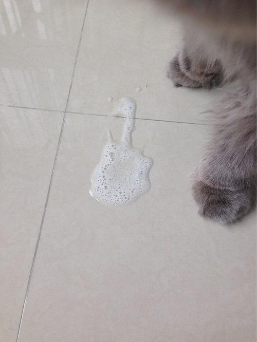 猫咪突然吐白色泡沫