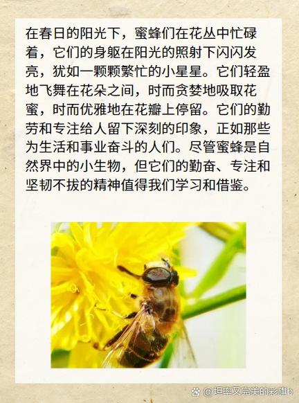 养蜂人叫什么