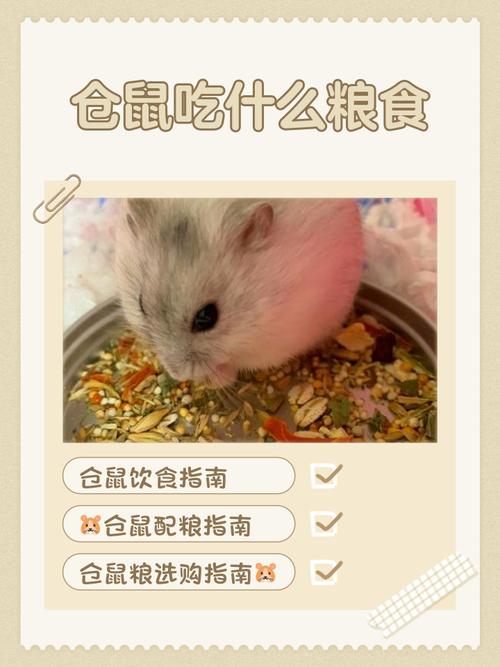 小仓鼠吃大米一次吃多少