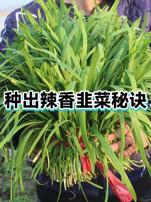 2019种韭菜赚钱吗
